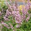 Vitex Agnus-castus Pink Pinnacle