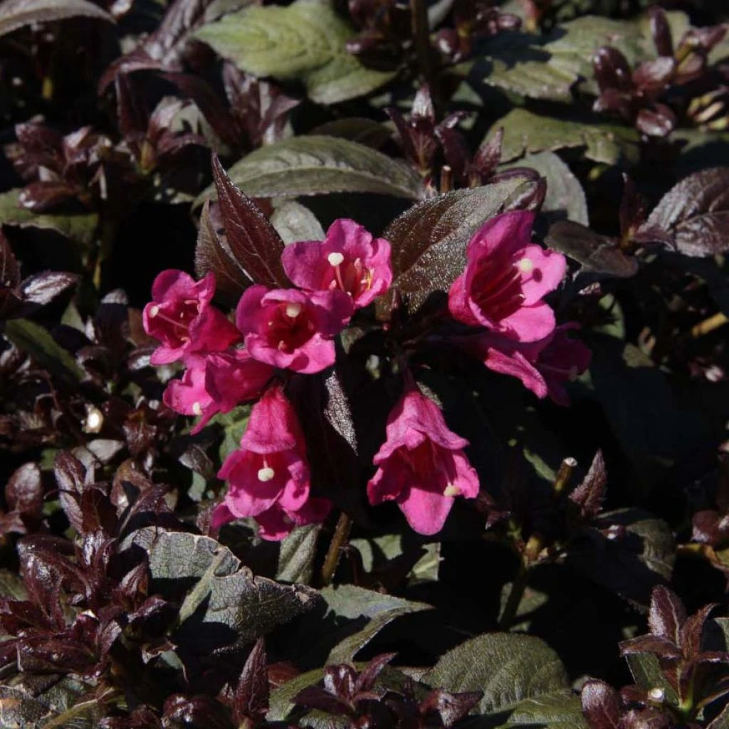 Weigela Florida Minor Black 1 Weigela Florida Minor Black