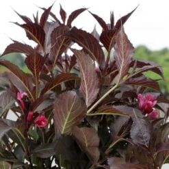 Weigela Florida Naomi Campbell