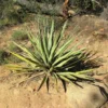 Yucca Banane - Yucca Baccata