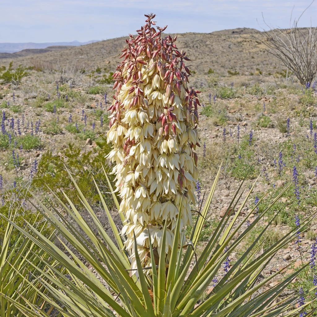 Yucca Torreyi - Yucca De Torrey 1 Yucca Torreyi - Yucca De Torrey