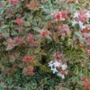 Abelia Grandiflora Tricolor Charm