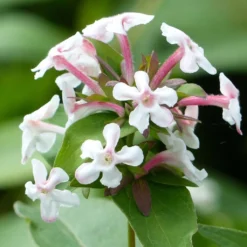 Abelia Mosanensis Monia - Abélia Parfumé