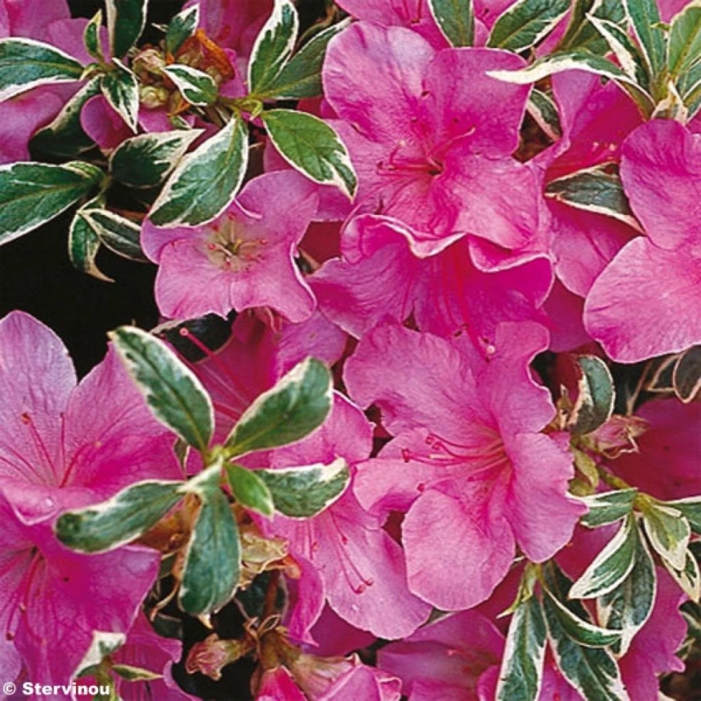 Azalée Du Japon Silver Queen - Rhododendron Hybride 1 Azalée Du Japon Silver Queen - Rhododendron Hybride