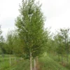 Bouleau Noir - Betula Nigra Heritage