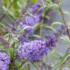 Buddleia Davidii Nanho Blue - Arbre Aux Papillons Nain