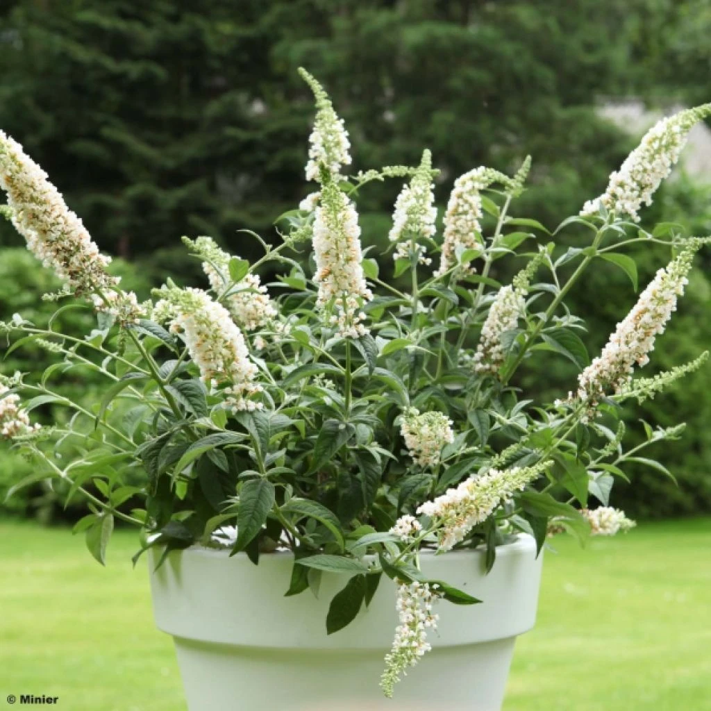 Buddleia White Chip - Arbre Aux Papillons Nain 1 Buddleia White Chip - Arbre Aux Papillons Nain