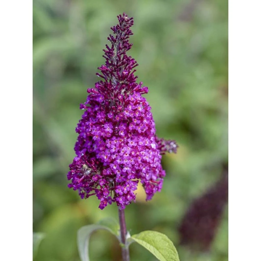 Buddleja Funky Fuchsia - Arbre Aux Papillons 1 Buddleja Funky Fuchsia - Arbre Aux Papillons