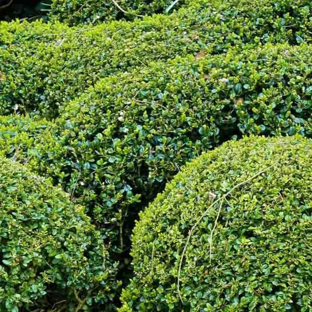 Buis Boule - Buxus Sempervirens 1 Buis Boule - Buxus Sempervirens