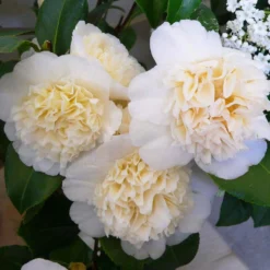 Camélia Classique - Camellia Jurys Yellow