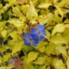 Ceratostigma Willmottianum Sapphire Ring