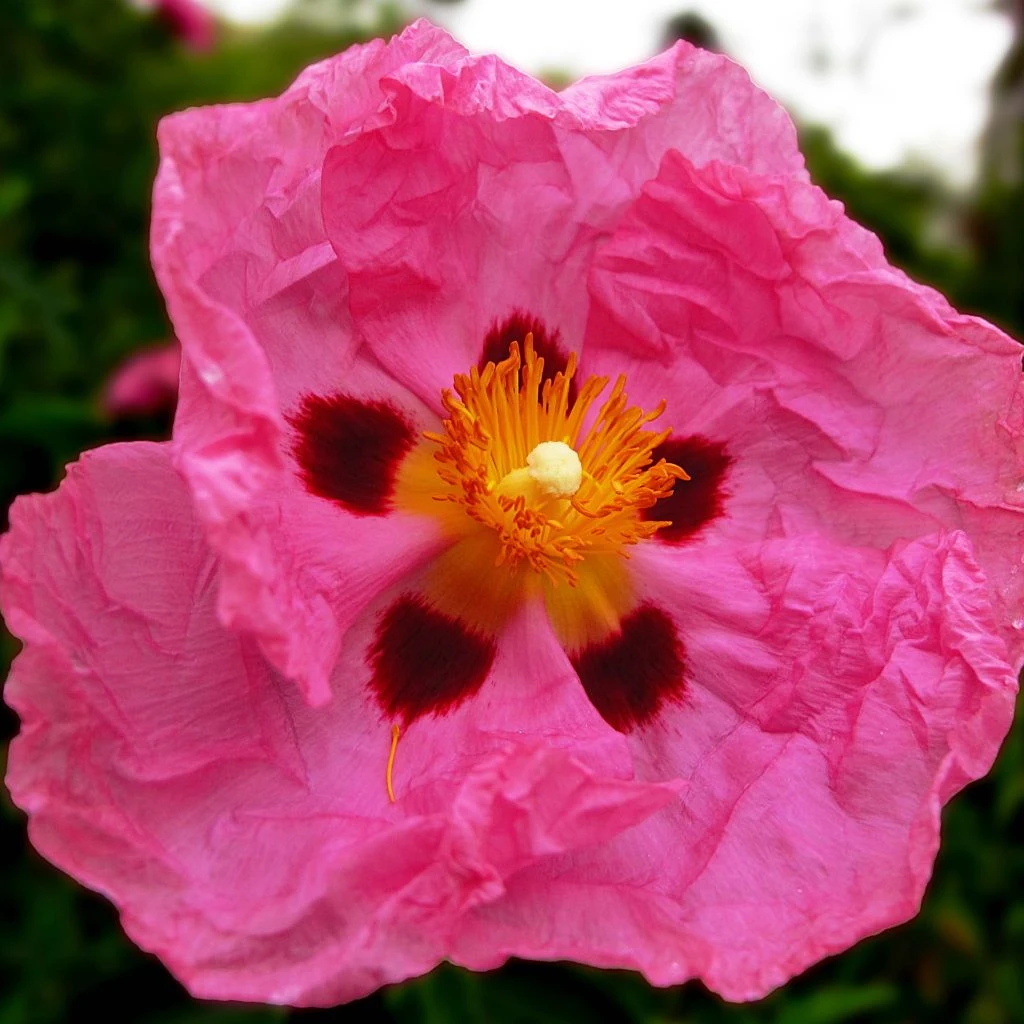 Cistus Purpureus - Ciste Pourpre 1 Cistus Purpureus - Ciste Pourpre