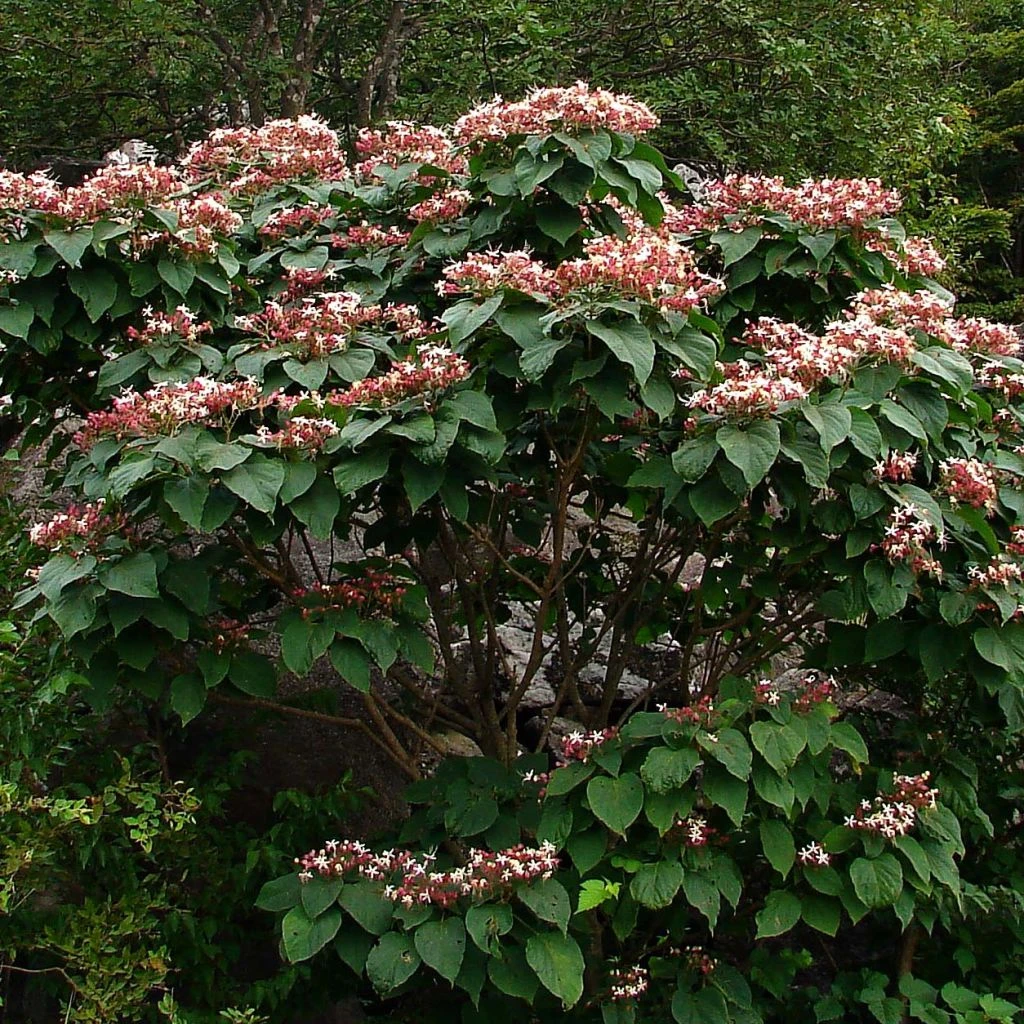 Arbre De La Chance - Clerodendrum Trichotomum, Clérodendron 1 Arbre De La Chance - Clerodendrum Trichotomum, Clérodendron