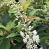 Clethra Barbinervis Great Star