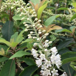 Clethra Barbinervis Great Star