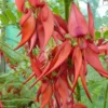 Clianthus Puniceus Kaka King - Pince De Homard