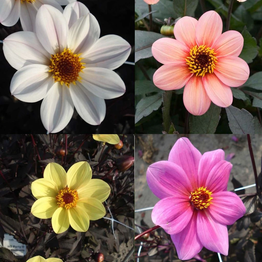 Collection Dahlias Happy Single 1 Collection Dahlias Happy Single