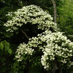 Cornus Hongkongensis