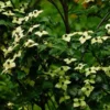 Cornus Kousa Wieting's Select - Cornouiller Du Japon