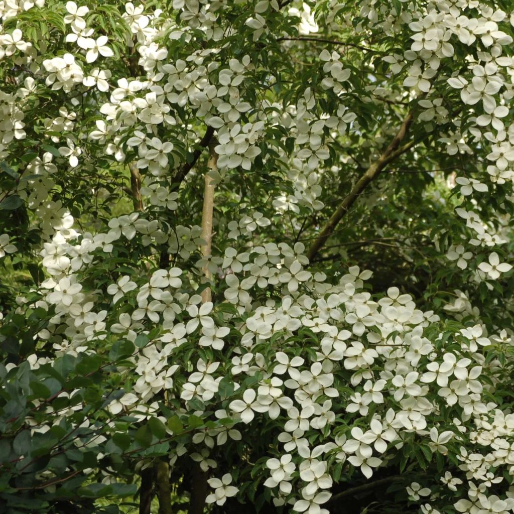 Cornus Norman Hadden - Cornouiller à Fleurs 1 Cornus Norman Hadden - Cornouiller à Fleurs