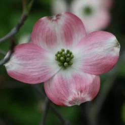 Cornus Florida Rubra - Cornouiller à Fleurs D'Amérique