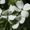 Cornus Kousa Venus - Cornouiller Du Japon Blanc