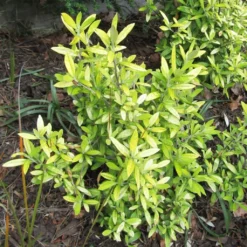 Corokia Virgata Banana Royal - Corokie