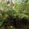 Cyathea Dealbata - Fougère Arborescente