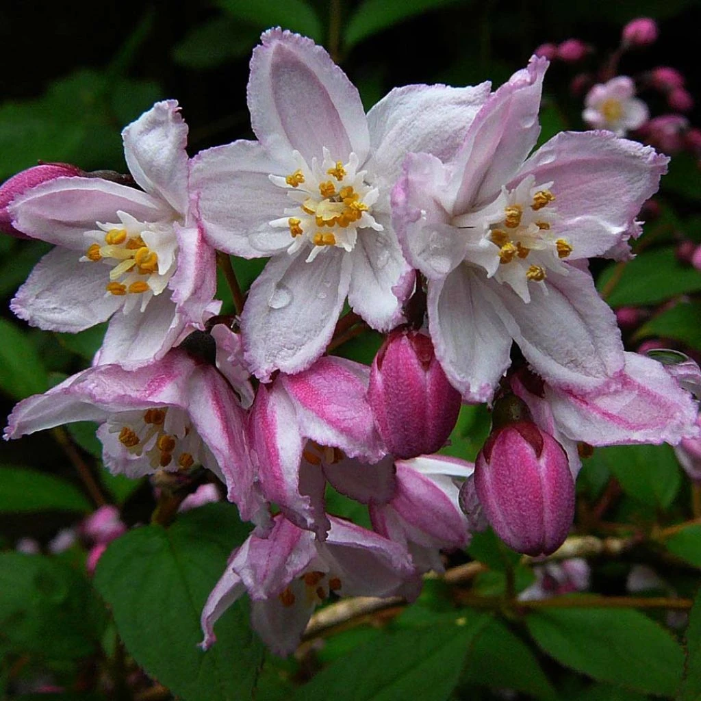 Deutzia Purpurascens Kalmiiflora - Deutzie 1 Deutzia Purpurascens Kalmiiflora - Deutzie