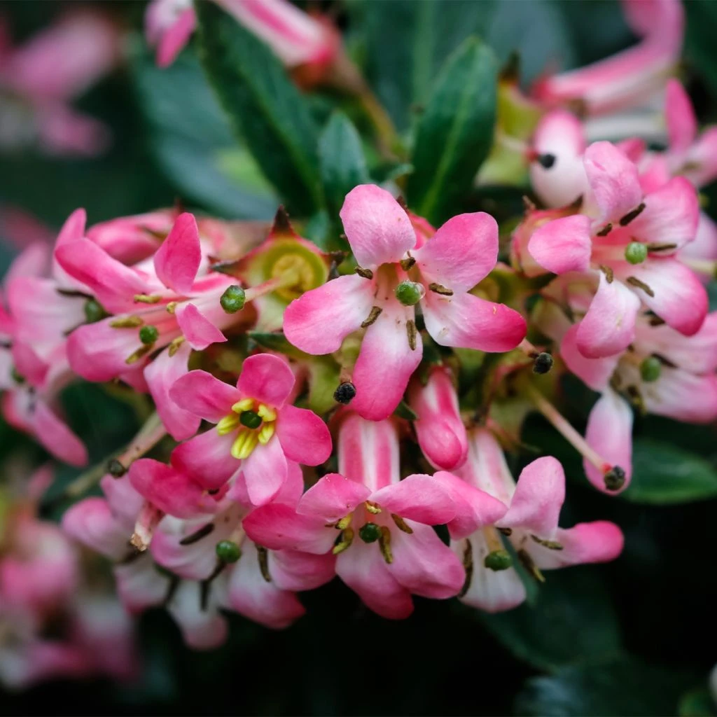 Escallonia Hybride Show Stopper 1 Escallonia Hybride Show Stopper