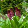Eucomis Comosa Leia - Eucomide Rose