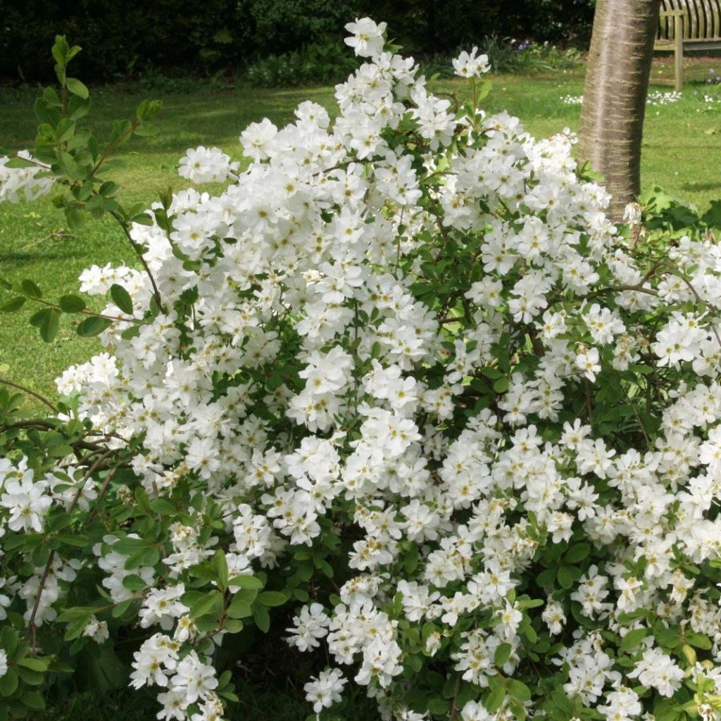 Exochorda X Macrantha The Bride 1 Exochorda X Macrantha The Bride