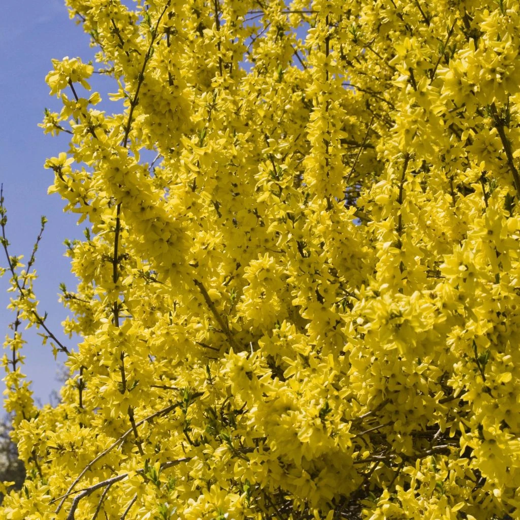 Forsythia (x) Intermedia Minigold - Mimosa De Paris 1 Forsythia (x) Intermedia Minigold - Mimosa De Paris