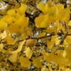 Ginkgo Biloba - Arbre Aux Quarante écus