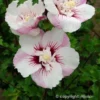 Hibiscus Syriacus Pinky Spot - Althéa Rose
