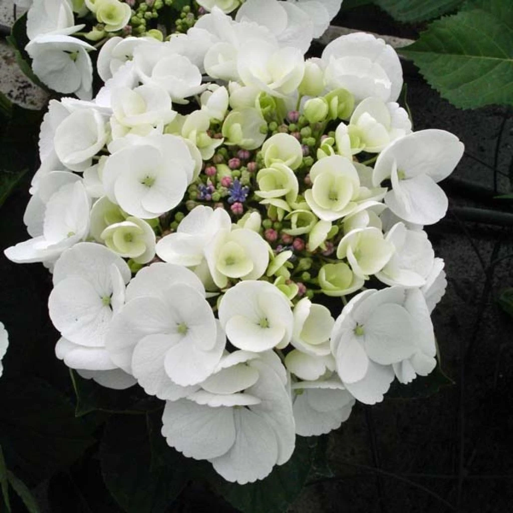Hortensia - Hydrangea Macrophylla Libelle (Teller White) 1 Hortensia - Hydrangea Macrophylla Libelle (Teller White)
