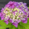 Hortensia - Hydrangea Macrophylla Flair & Flavours' Sweet Cupcake