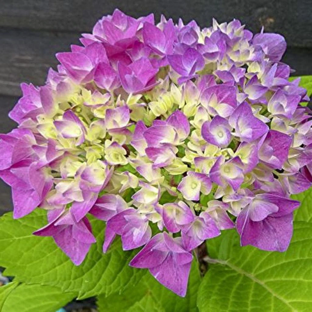 Hortensia - Hydrangea Macrophylla Flair & Flavours' Sweet Cupcake 1 Hortensia - Hydrangea Macrophylla Flair & Flavours' Sweet Cupcake