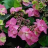 Hortensia - Hydrangea Serrata Cotton Candy