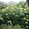 Hortensia Arborescens Lime Rickey