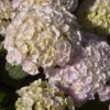 Hortensia - Hydrangea Macrophylla Kazan