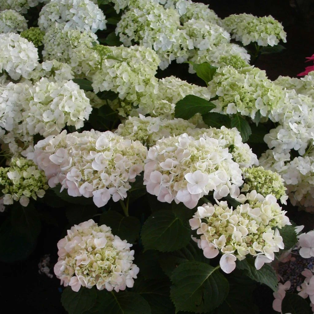 Hortensia - Hydrangea Macrophylla Mme Emile Mouillère 1 Hortensia - Hydrangea Macrophylla Mme Emile Mouillère