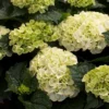 Hortensia - Hydrangea Macrophylla Wudu