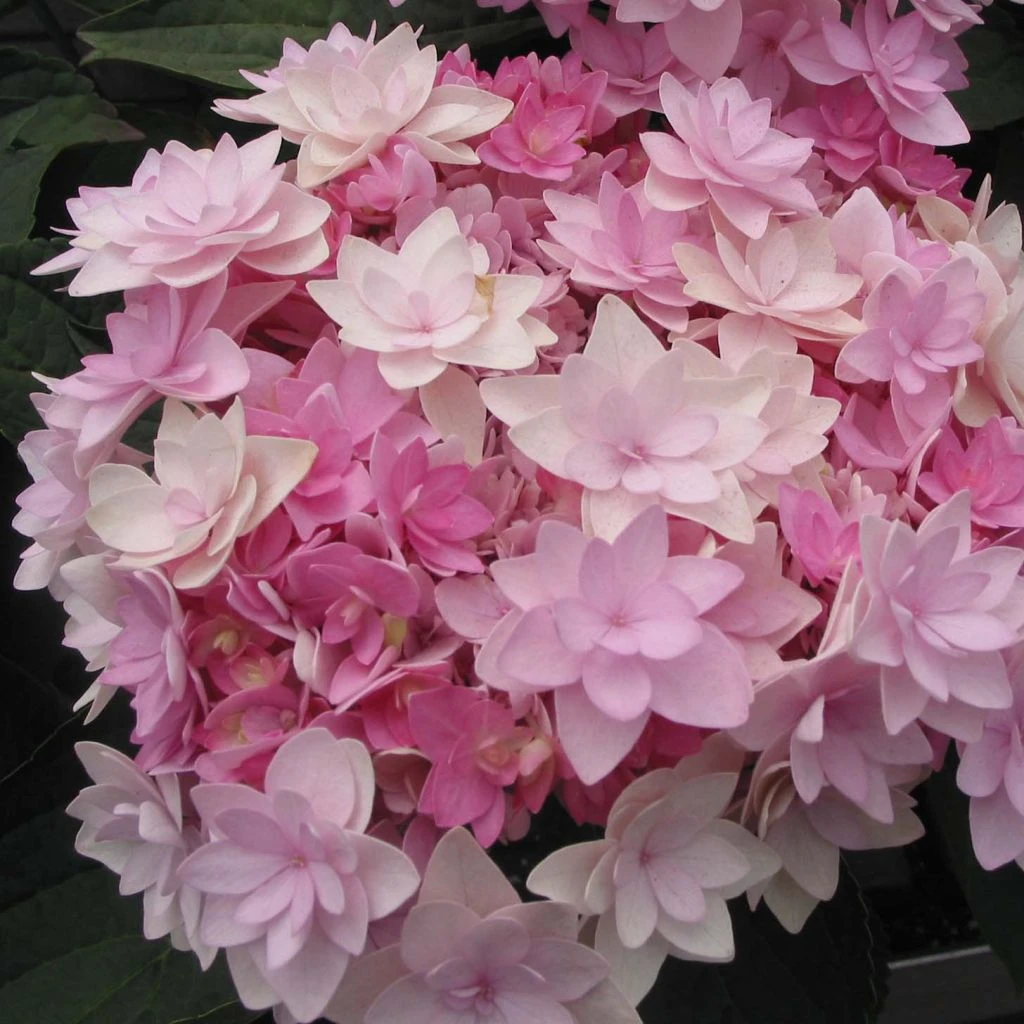 Hortensia - Hydrangea Macrophylla You And Me Romance 1 Hortensia - Hydrangea Macrophylla You And Me Romance
