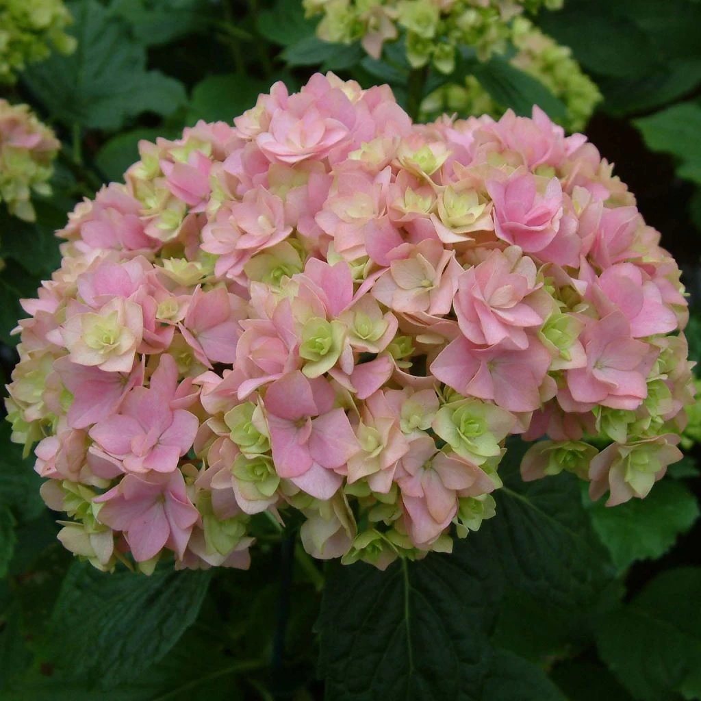 Hortensia - Hydrangea Macrophylla You And Me Together 1 Hortensia - Hydrangea Macrophylla You And Me Together