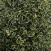 Houx Panaché - Ilex Aquifolium Argenteomarginata