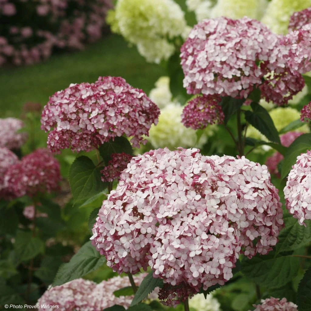 Hortensia Arborescens Sweet Annabelle 1 Hortensia Arborescens Sweet Annabelle