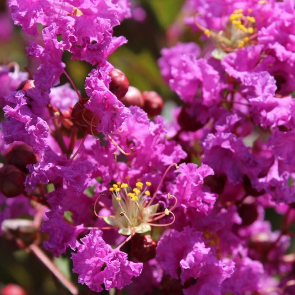 Lagerstroemia Indica Terre Chinoise - Lilas Des Indes 1 Lagerstroemia Indica Terre Chinoise - Lilas Des Indes