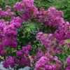 Lagerstroemia Indica Violet D'Eté Indyvio - Lilas Des Indes Violine