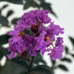 Lagerstroemia Indica Black Solitaire (Black Diamond) Purely Purple - Lilas Des Indes